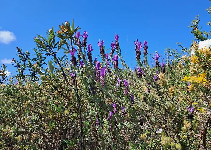 Vakantiehuis Eco Casa Branca In Nature - Hidden, Unique Paradise