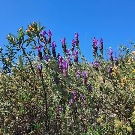 펜션 Eco Casa Branca In Nature - Hidden, Unique Paradise
