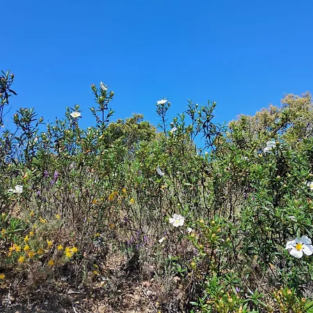 Eco Casa Branca In Nature - Hidden, Unique Paradise * 阿尔热祖尔