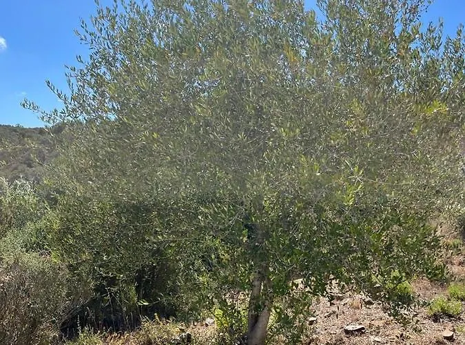 Holiday home Eco Casa Branca In Nature - Hidden, Unique Paradise *